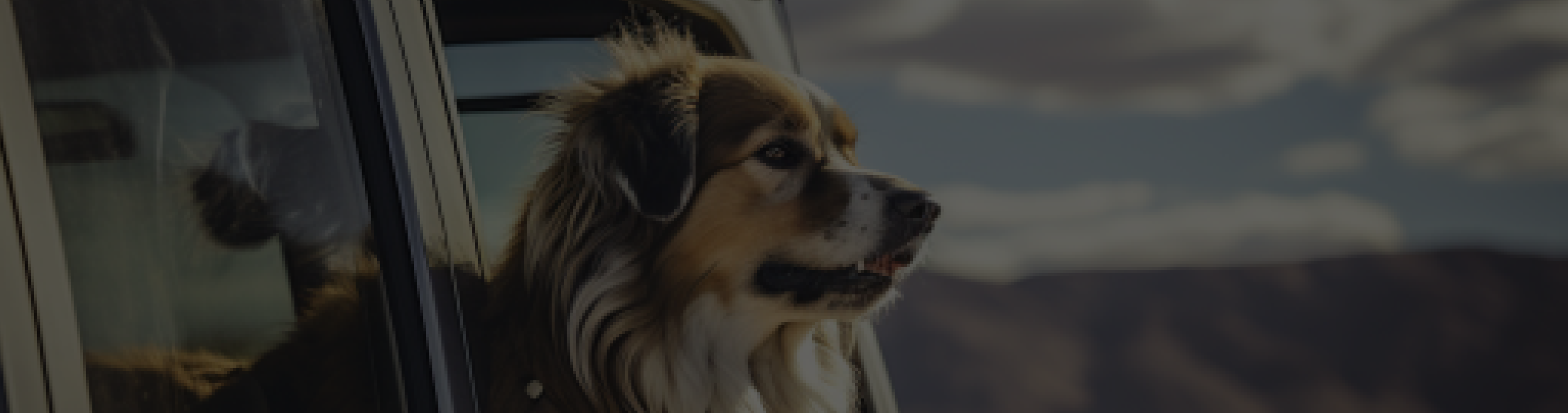 Com o seu pet 2